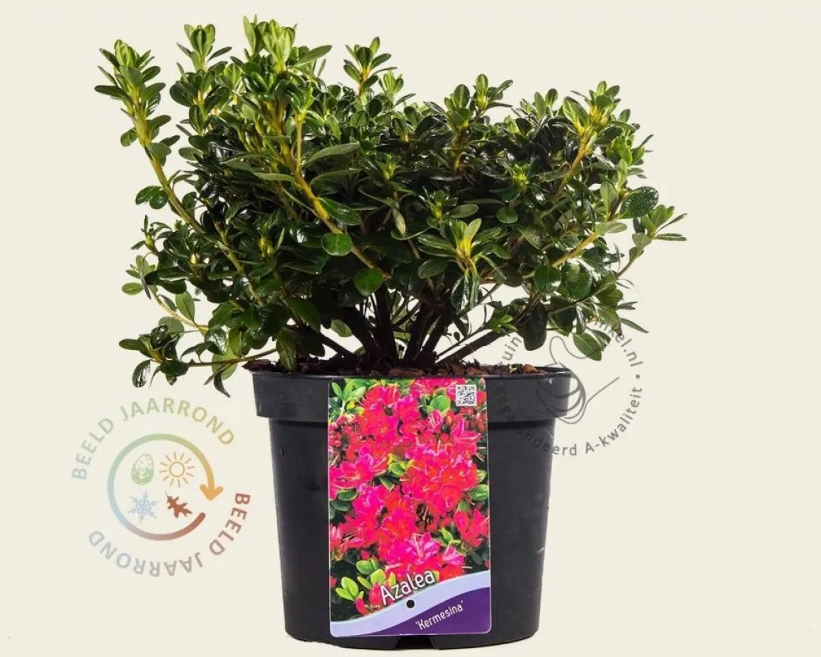Rhododendron Azalea 'Kermesina'