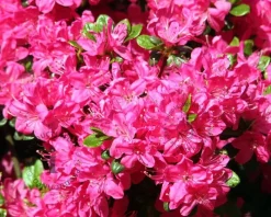 Rhododendron Azalea 'Kermesina'