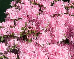 Rhododendron Azalea 'Kermesina Roze - Wit'
