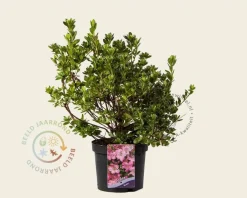 Rhododendron Azalea 'Kirstin'