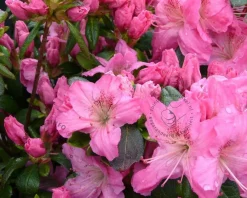 Rhododendron Azalea 'Kirstin'