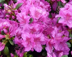 Rhododendron Azalea 'Koningsstein'