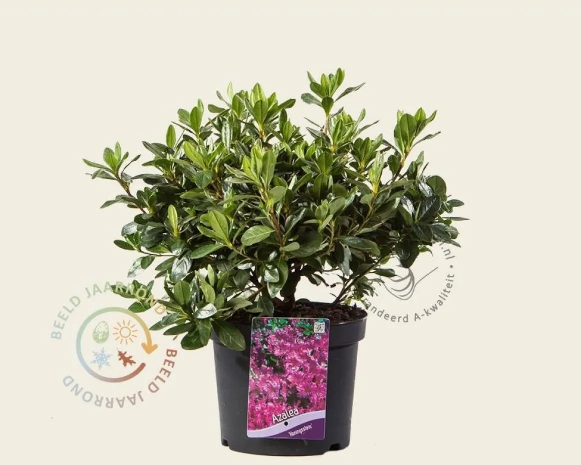 Rhododendron Azalea 'Koningsstein'