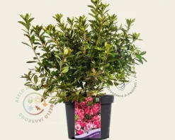 Rhododendron Azalea 'Madame van Hecke'