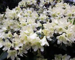 Rhododendron Azalea 'Palestrina'