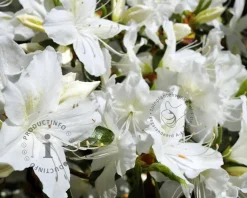 Rhododendron Azalea 'Pleasant White'