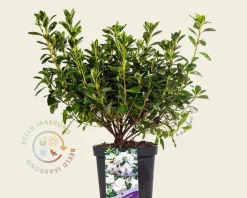 Rhododendron Azalea 'Schneewitchen'