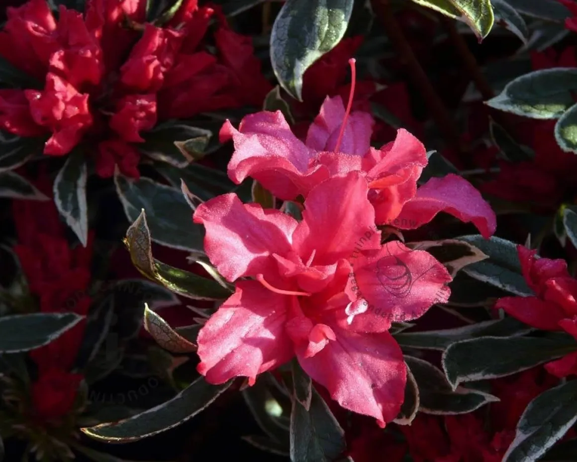 Rhododendron Azalea 'Silver Sword'