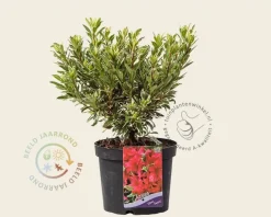 Rhododendron Azalea 'Silver Sword'