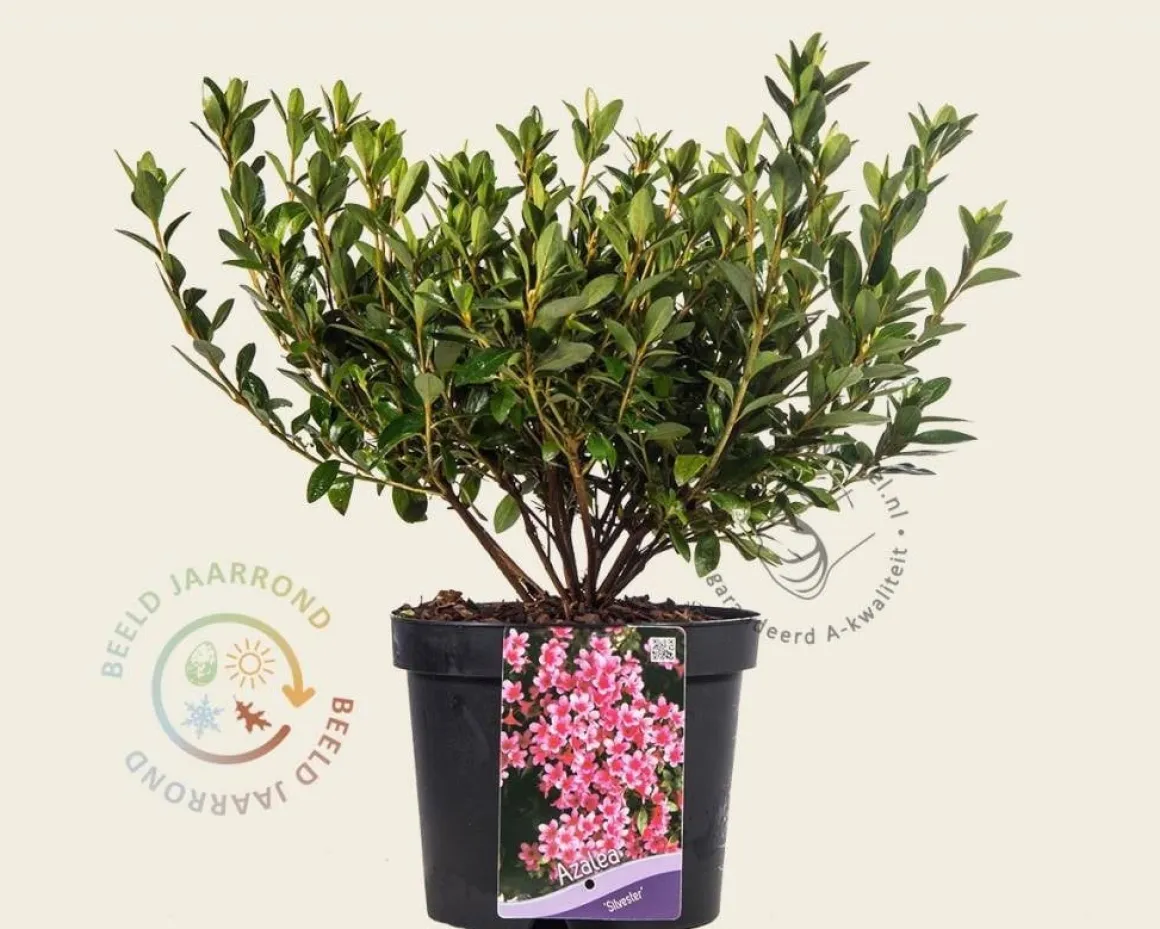 Rhododendron Azalea 'Silvester'
