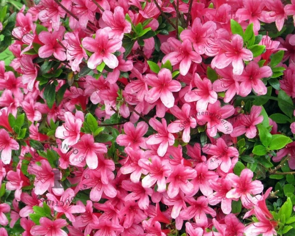 Rhododendron Azalea 'Silvester'