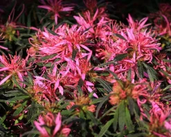 Rhododendron Azalea 'StarStyle Pink'