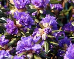 Rhododendron 'Azurika'