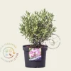 Rhododendron 'Blue Silver'