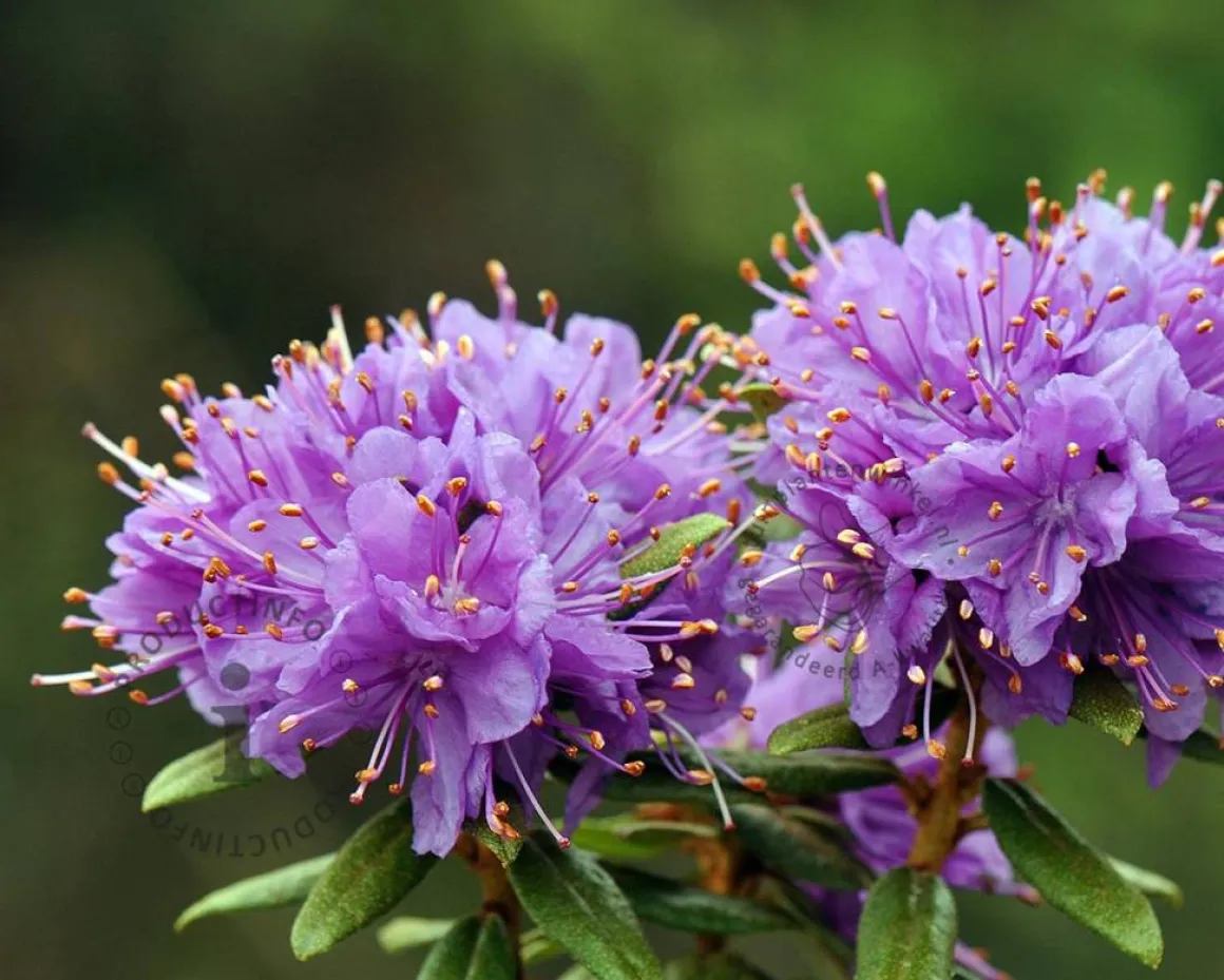 Rhododendron 'Blue Silver'