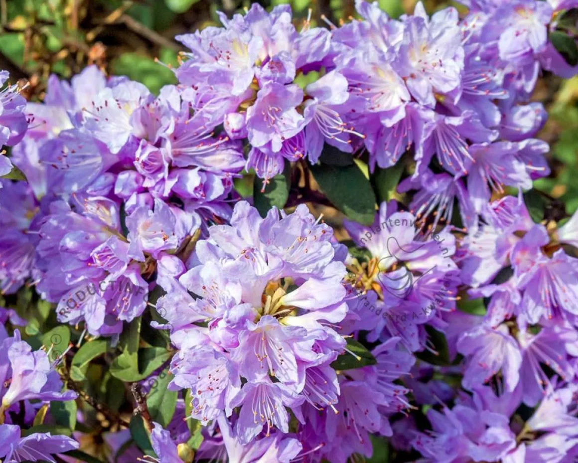Rhododendron 'Blue Tit'