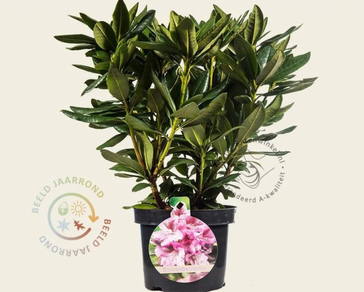 Rhododendron 'Cosmopolitan'