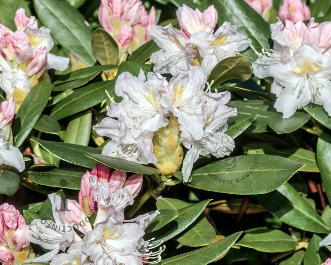 Rhododendron 'Cunningham's White'