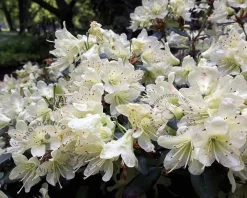 Rhododendron 'Dora Amateis'