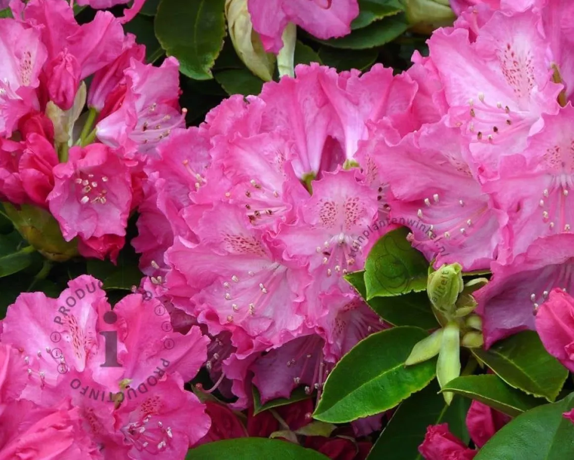 Rhododendron 'Germania'