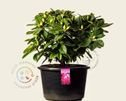 Rhododendron 'Germania'