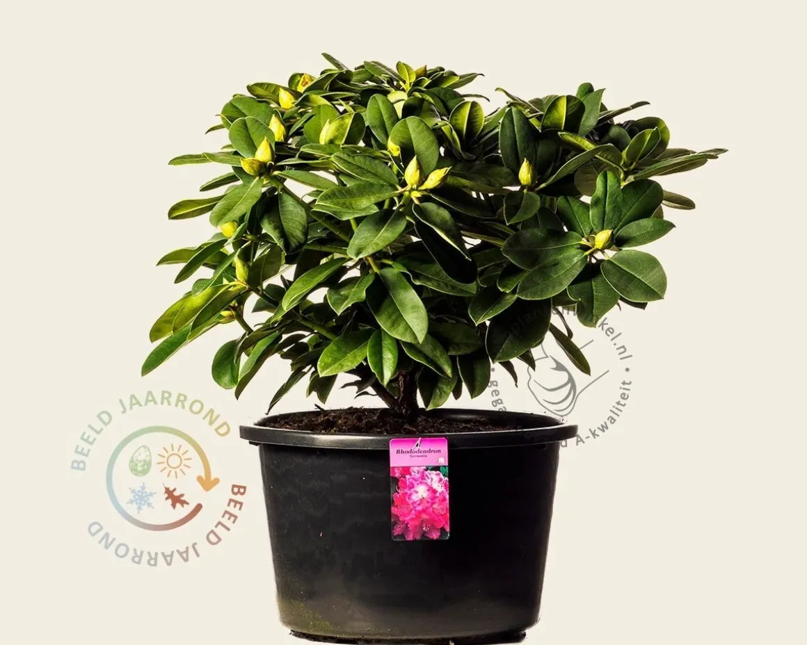 Rhododendron 'Germania'