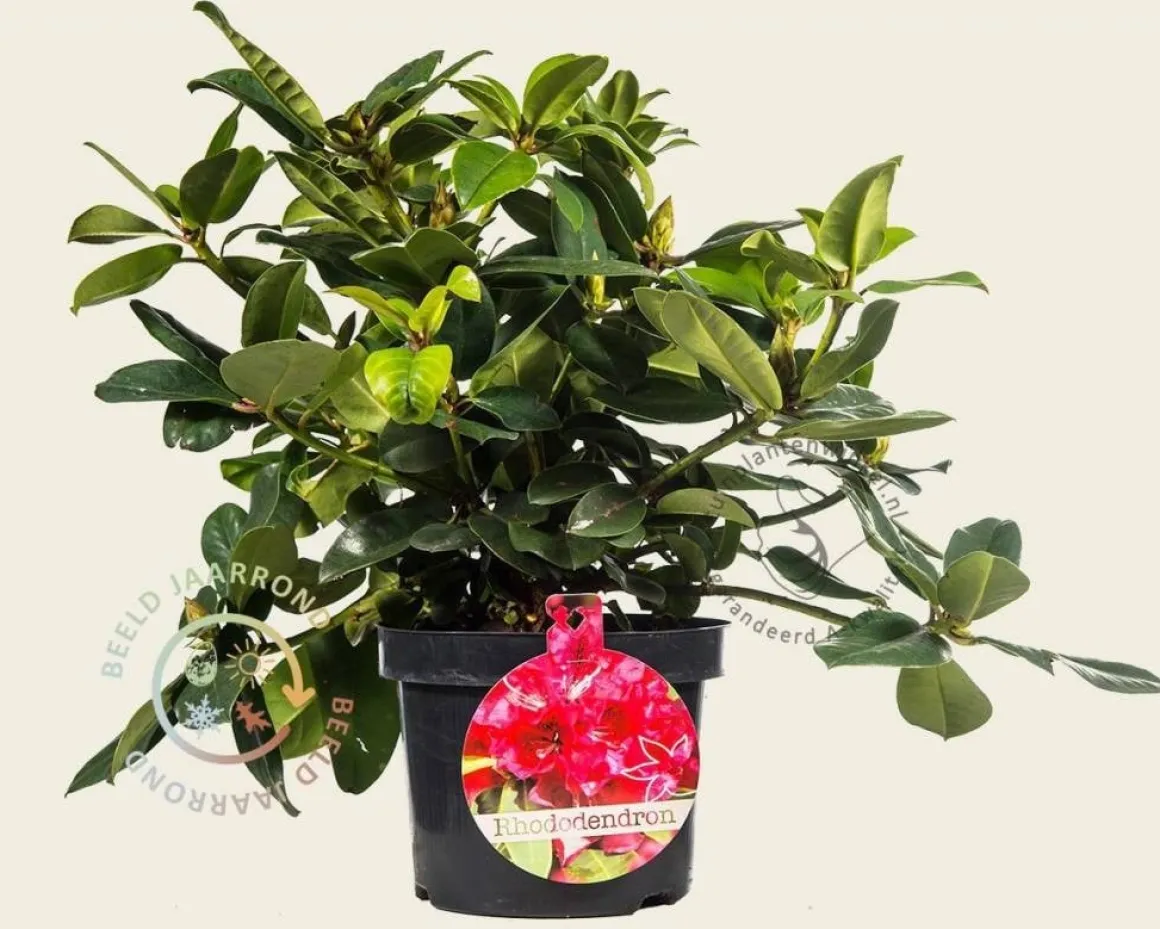 Rhododendron 'Germania'