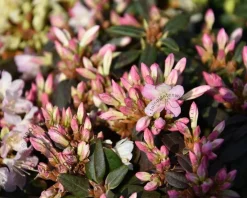 Rhododendron 'Ginny Gee'