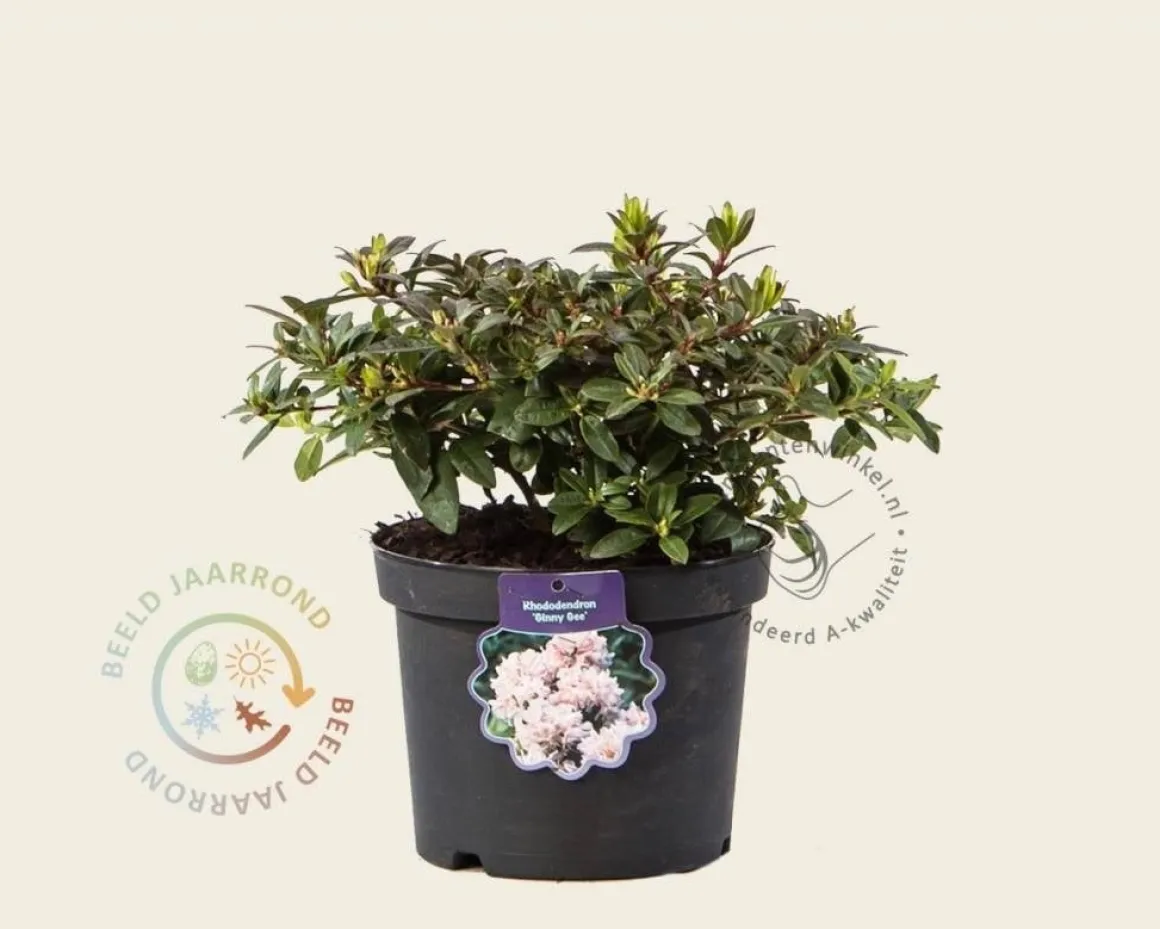 Rhododendron 'Ginny Gee'