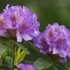 Rhododendron 'Goldflimmer'