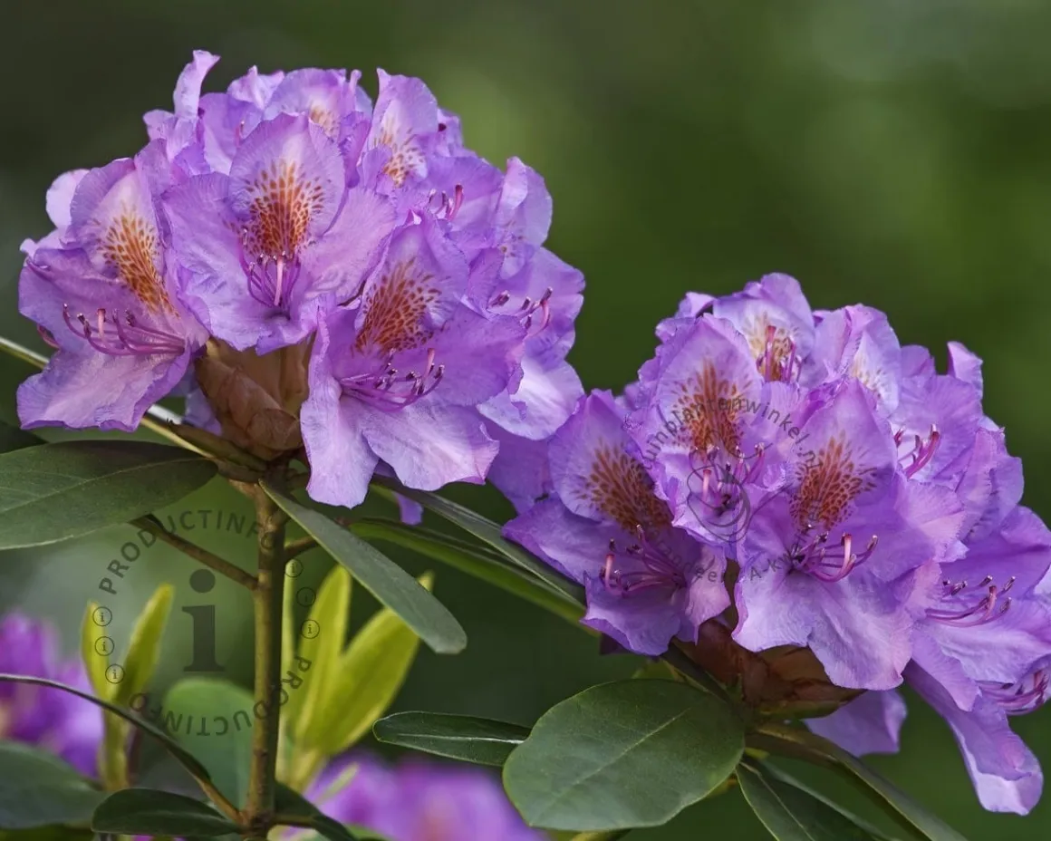 Rhododendron 'Goldflimmer'