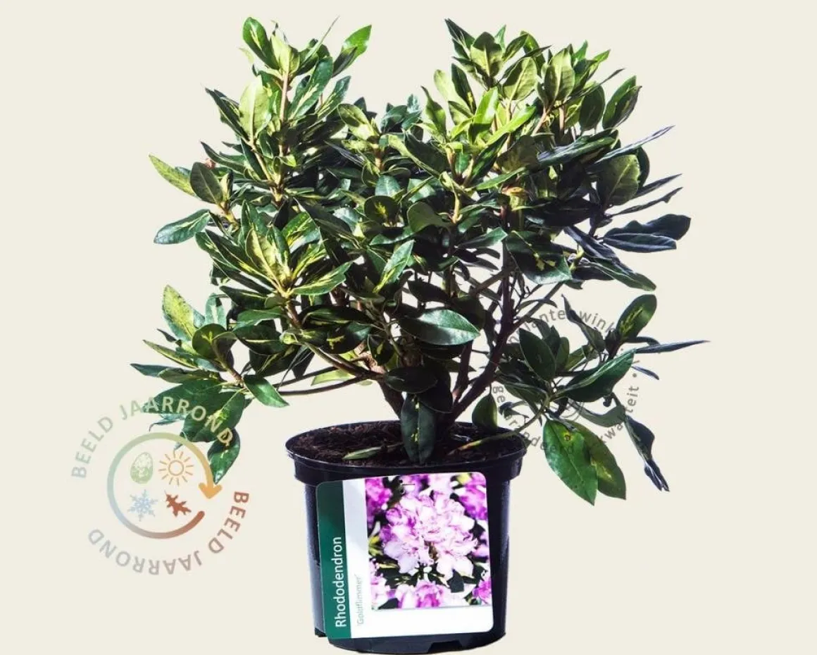 Rhododendron 'Goldflimmer'