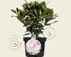 Rhododendron 'Gomer Waterer'