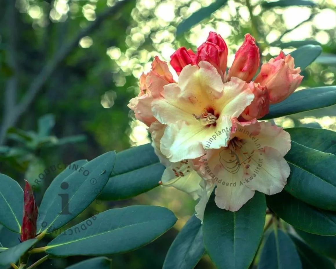 Rhododendron 'Horizon Monarch'