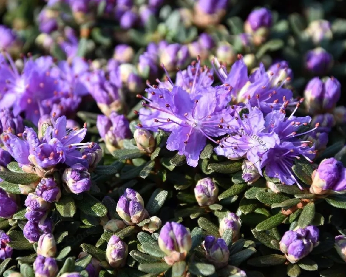Rhododendron impeditum