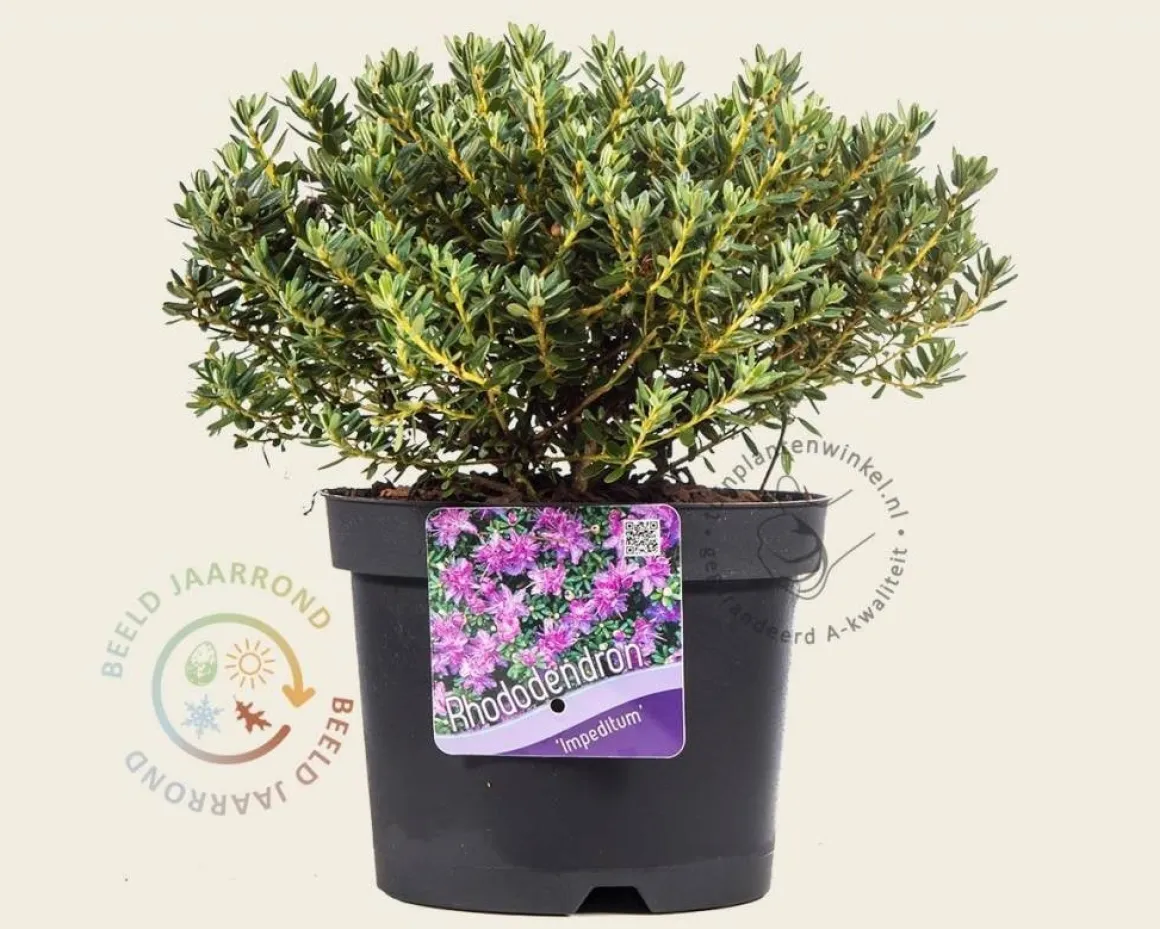 Rhododendron impeditum