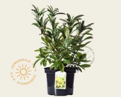 Rhododendron kh. 'Harvest Moon'