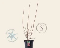Rhododendron kh. 'Homebush'