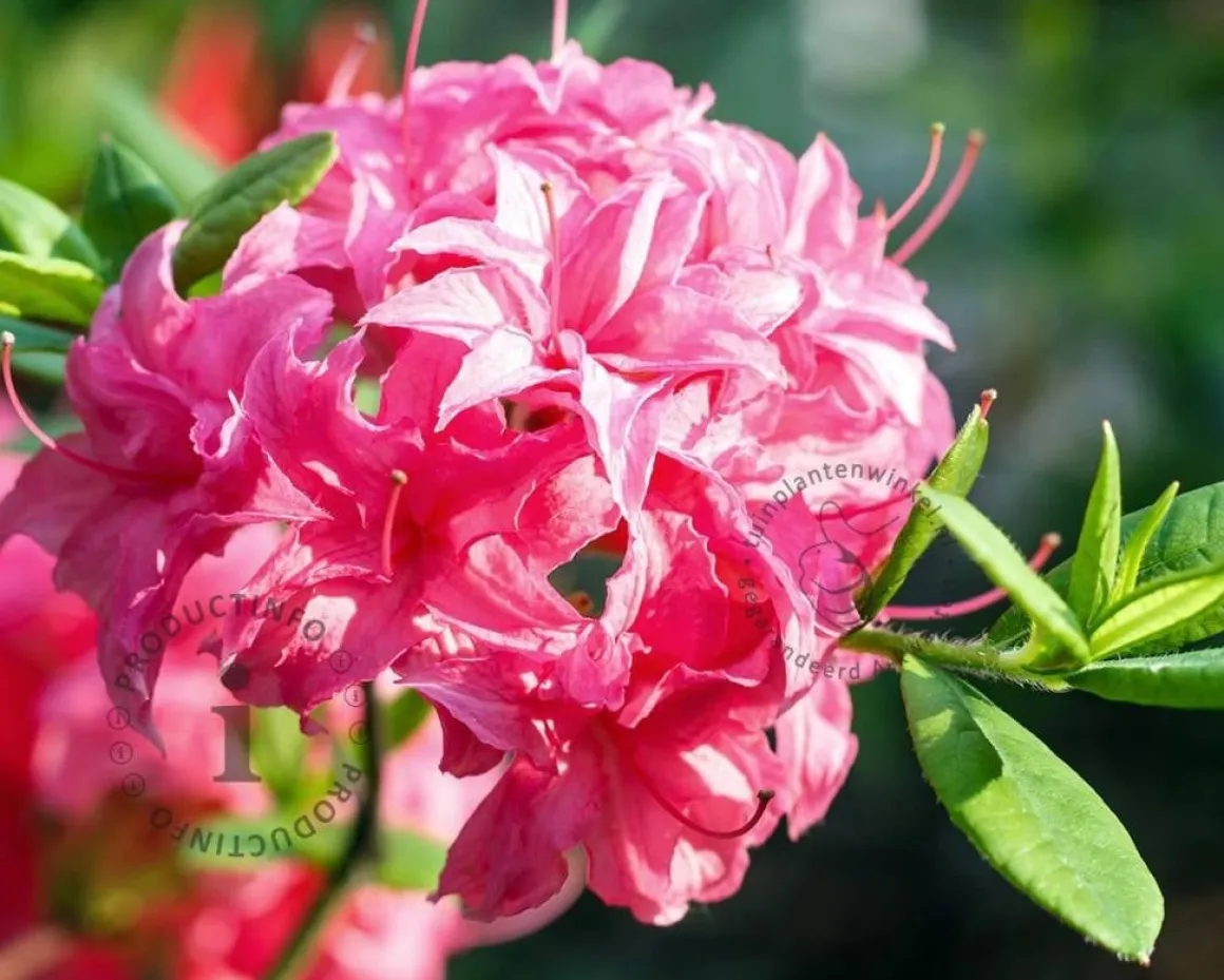 Rhododendron kh. 'Homebush'