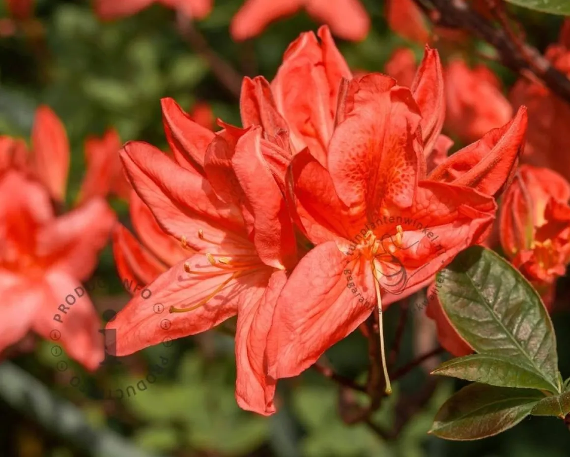 Rhododendron kh. 'Koster's Brilliant Red'