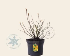 Rhododendron kh. luteum