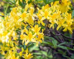 Rhododendron kh. luteum