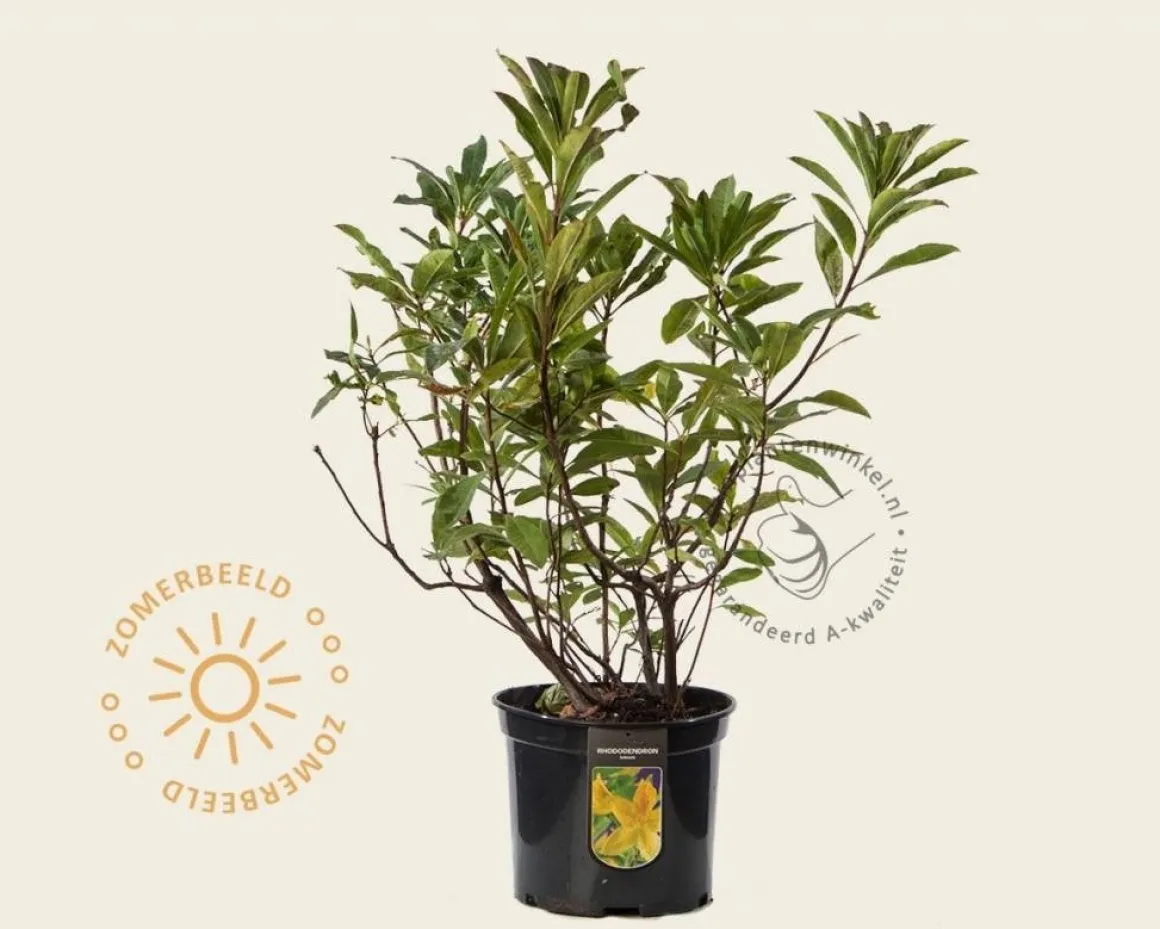 Rhododendron kh. luteum