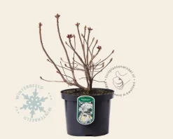 Rhododendron kh. 'White Throat'
