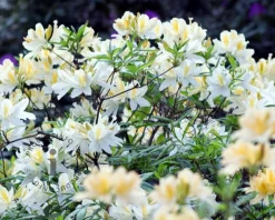 Rhododendron kh. 'White Throat'