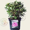 Rhododendron 'Kokardia'