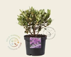 Rhododendron 'Lavendula'