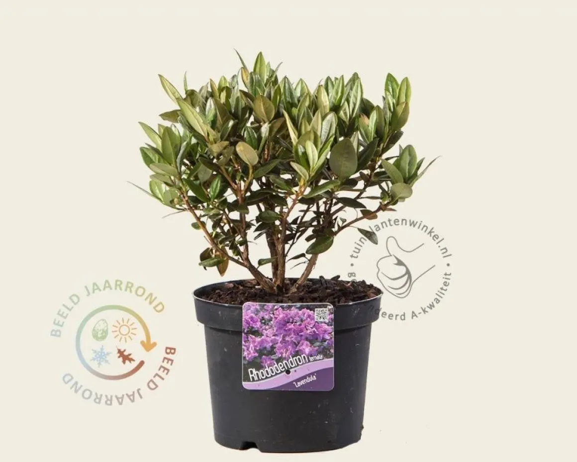 Rhododendron 'Lavendula'