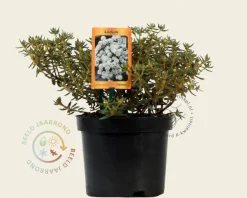 Rhododendron/Ledum groenlandicum 'Helma'