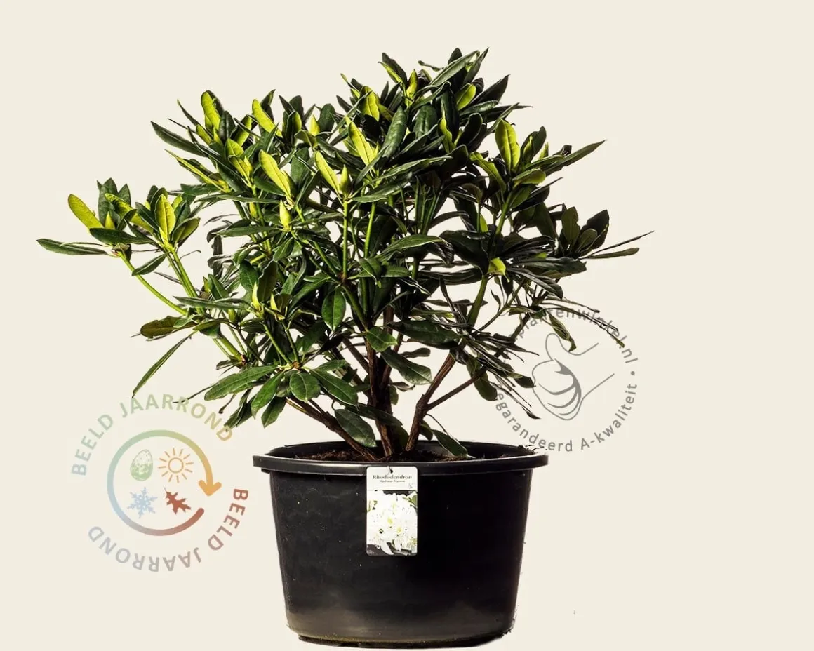 Rhododendron 'Madame Masson'